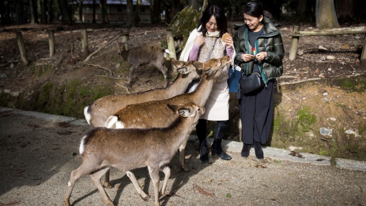 สวนกวางนารา ในญี่ปุ่น เปลี่ยนมาใช้ถุงกินได้ แก้ปัญหากวางกินถุงพลาสติก