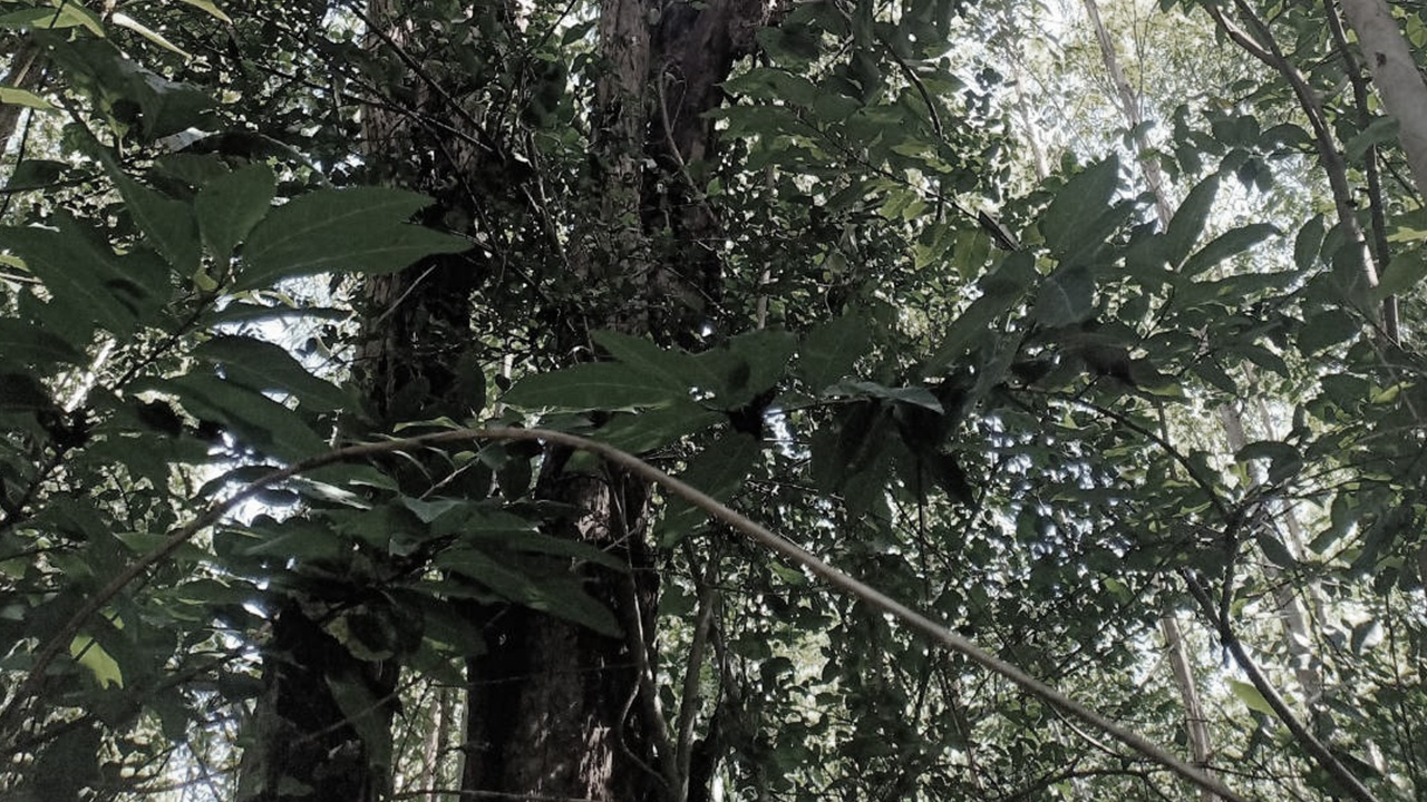 ลุงฝรั่งหลอนคนทำร้ายวิ่งเข้าป่าชัยภูมิ เอาเถาวัลย์ผูกคอ เป็นศพใต้ต้นไม้