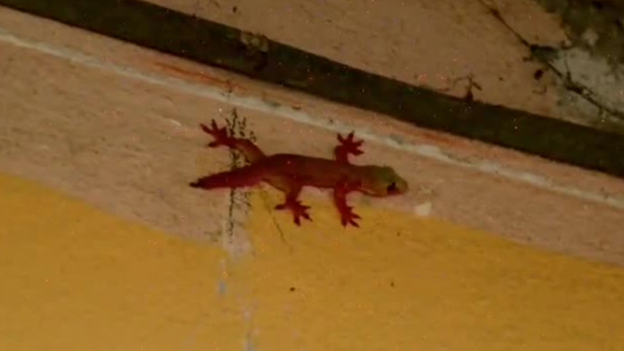 คอหวยพบ "จิ้งจกตัวสีแดง" โผล่ในบ้าน เชื่อมาให้โชค ไม่พลาดส่องเลขเด็ด