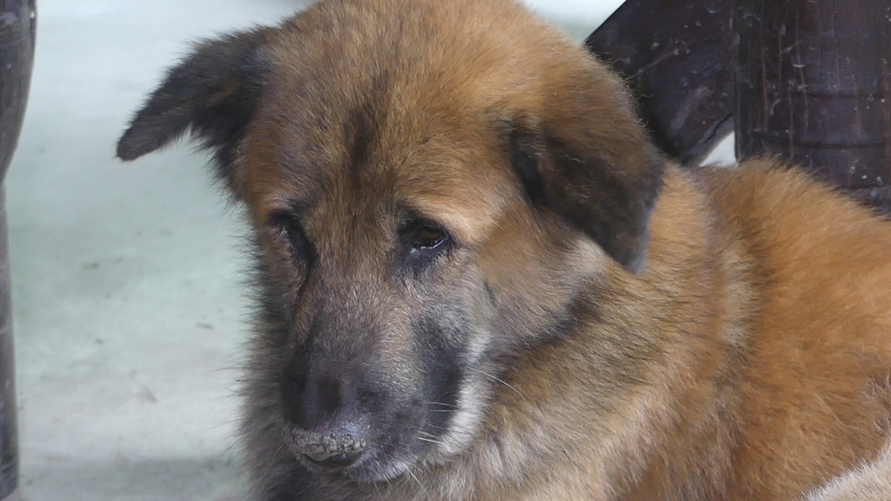 พารู้จัก "เจ้าโต" สุนัขแสนรู้ มีวีรกรรมเด็ด เคยช่วยชีวิตคนตกน้ำมาแล้ว