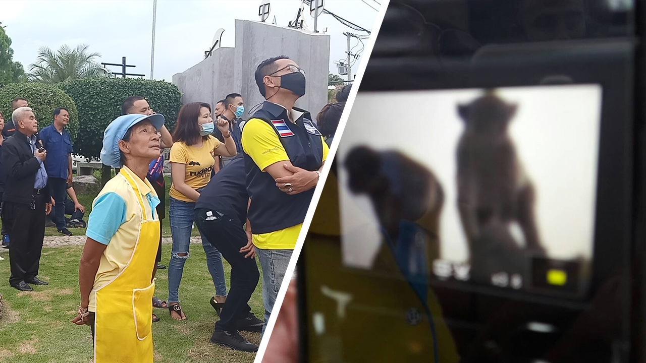 ฮือฮาอีก "ลิงยักษ์" โผล่อวดโฉม 2 ตัว บนยอดเขาหน่อ ชาวบ้านดีใจเห็นกับตา