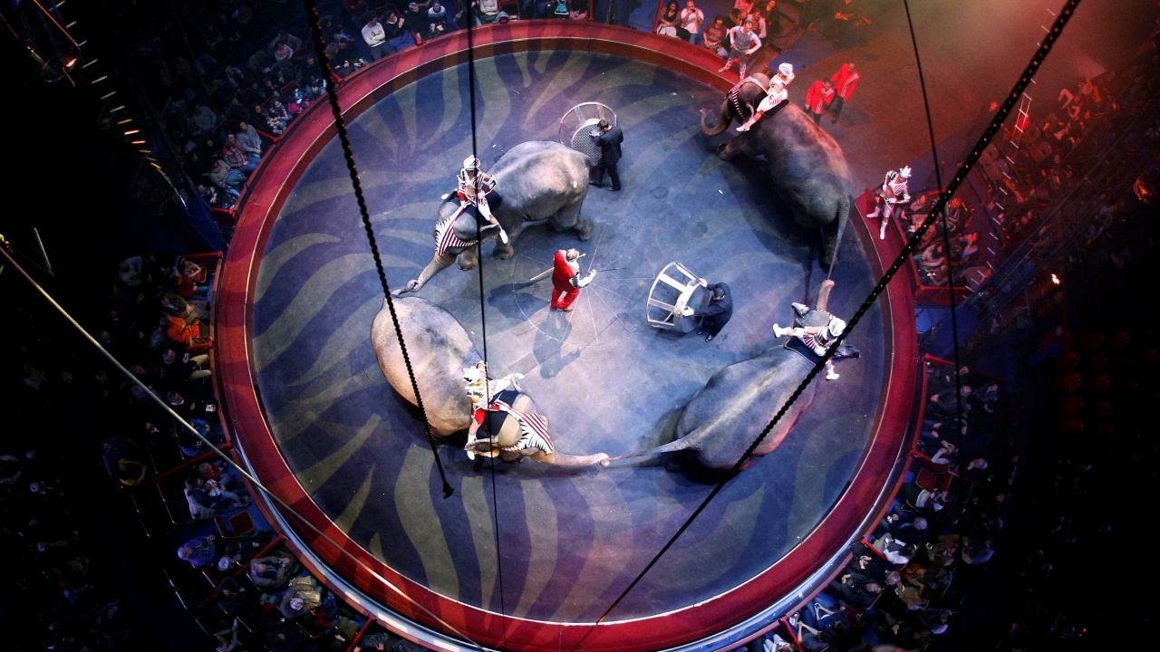 ฝรั่งเศสเอาจริง! เตรียมสั่งห้ามใช้สัตว์ป่าแสดงในคณะละครสัตว์