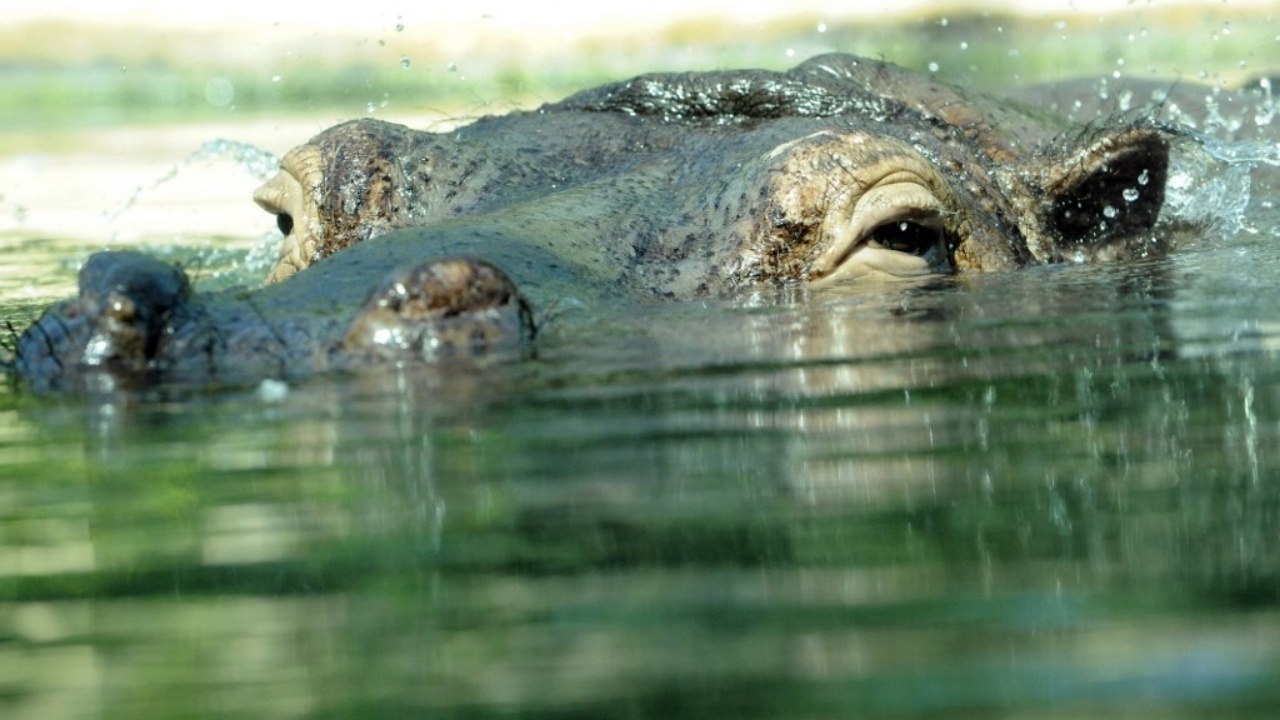 นาทีสุดช็อก 'ฮิปโป' จอมดุ ลากเด็กชายลงทะเลสาบในเคนยา ดับสลด (คลิป)