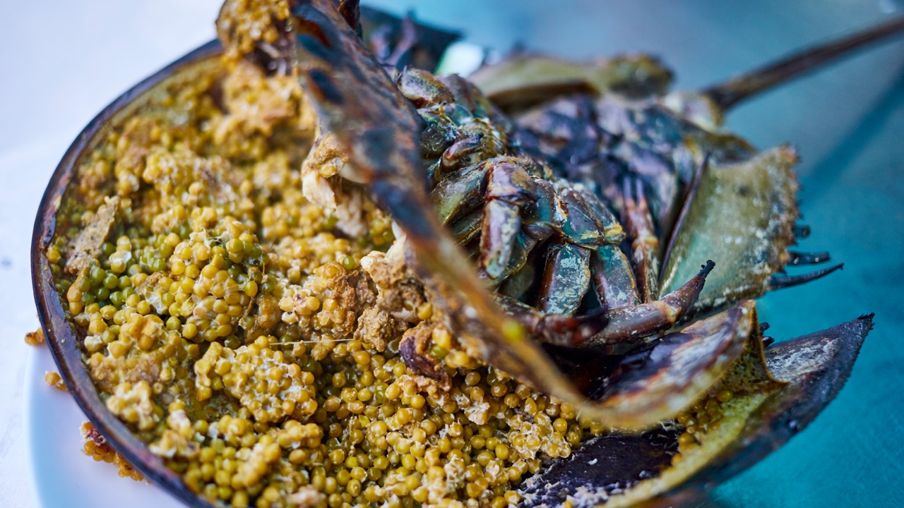 แนะคนชอบกิน "ไข่แมงดา" ระวังเจอ "แมงดาพิษ" อันตรายถึงขั้นเสียชีวิตได้