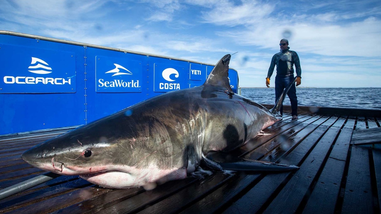 จับฉลามขาวยักษ์ "ราชินีแห่งท้องทะเล" 1,600 กก. ขึ้นมาติดแท็ก