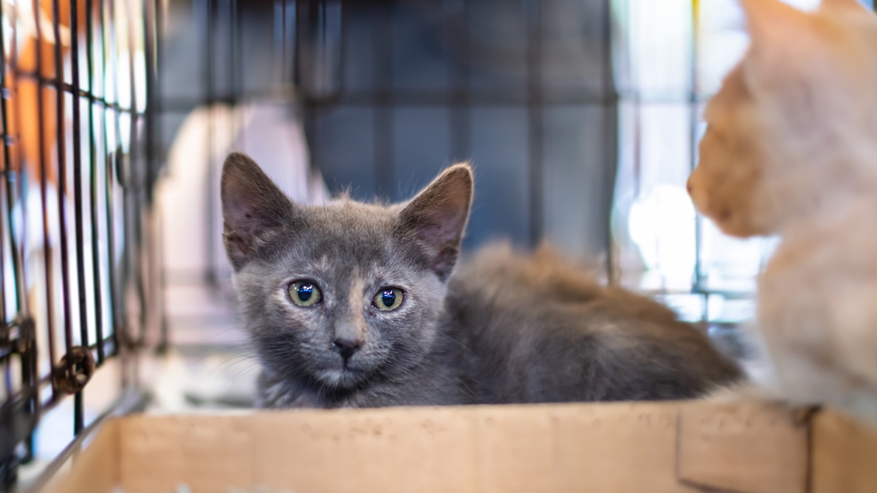 ห่วงแมว 40 ตัว ในโรงพิมพ์คุรุสภา หลังพนักงานที่เคยดูแลถูกเลิกจ้าง