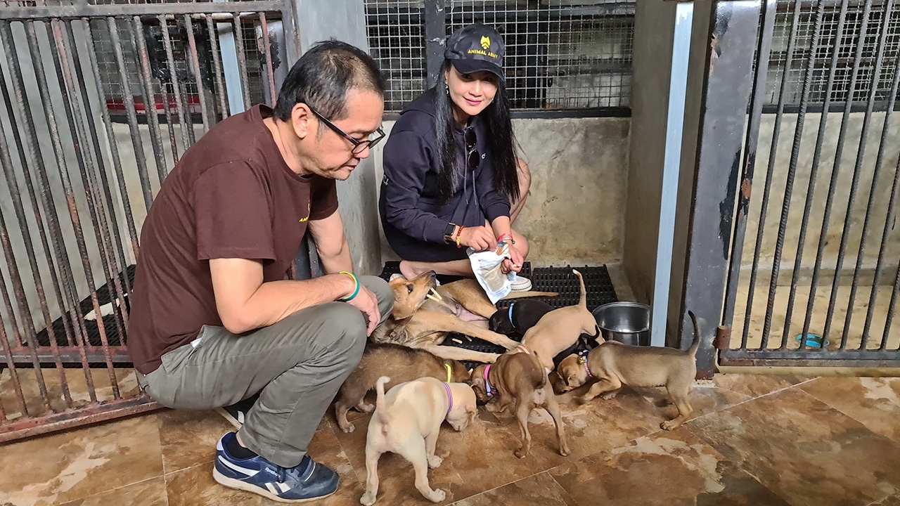 นักธุรกิจสาวใจบุญมอบเงินช่วยแม่หมาลูก 7 ตัวถูกรถชนเดินไม่ได้ที่สัตหีบ