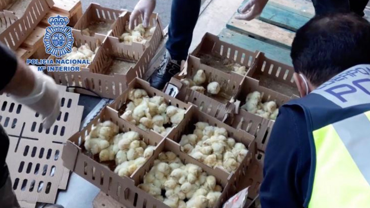 สลดลูกเจี๊ยบเต็มลัง 23,000 ตัว ถูกทิ้งตายคาสนามบินสเปน