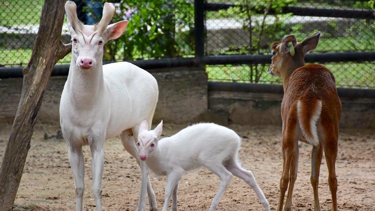 แฉขบวนการลักลอบค้าสัตว์ป่า แก๊งเดิมหน้าเก่า หากินในองค์การสวนสัตว์ฯ 