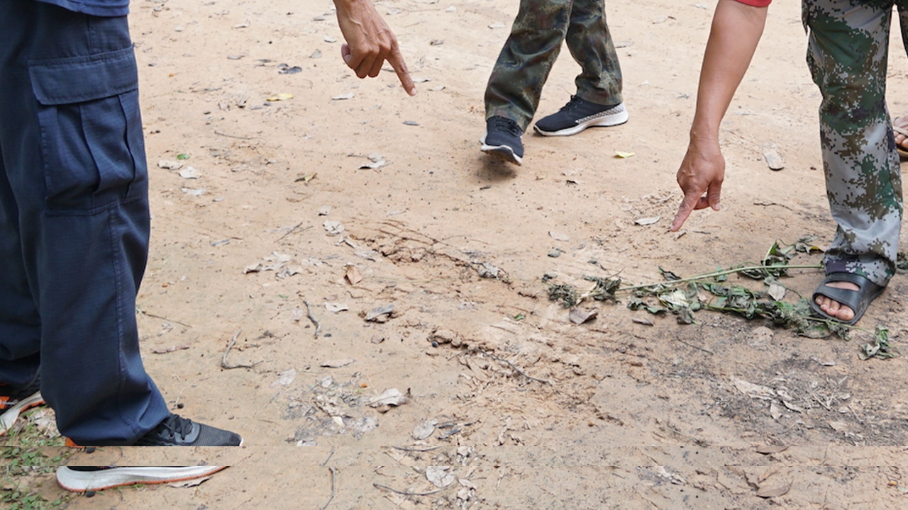 ชาวบ้านหนองคายผวาพบสัตว์คล้ายเสือ ขณะออกหาของป่า มีรอยเท้าอยู่ใกล้ชุมชน