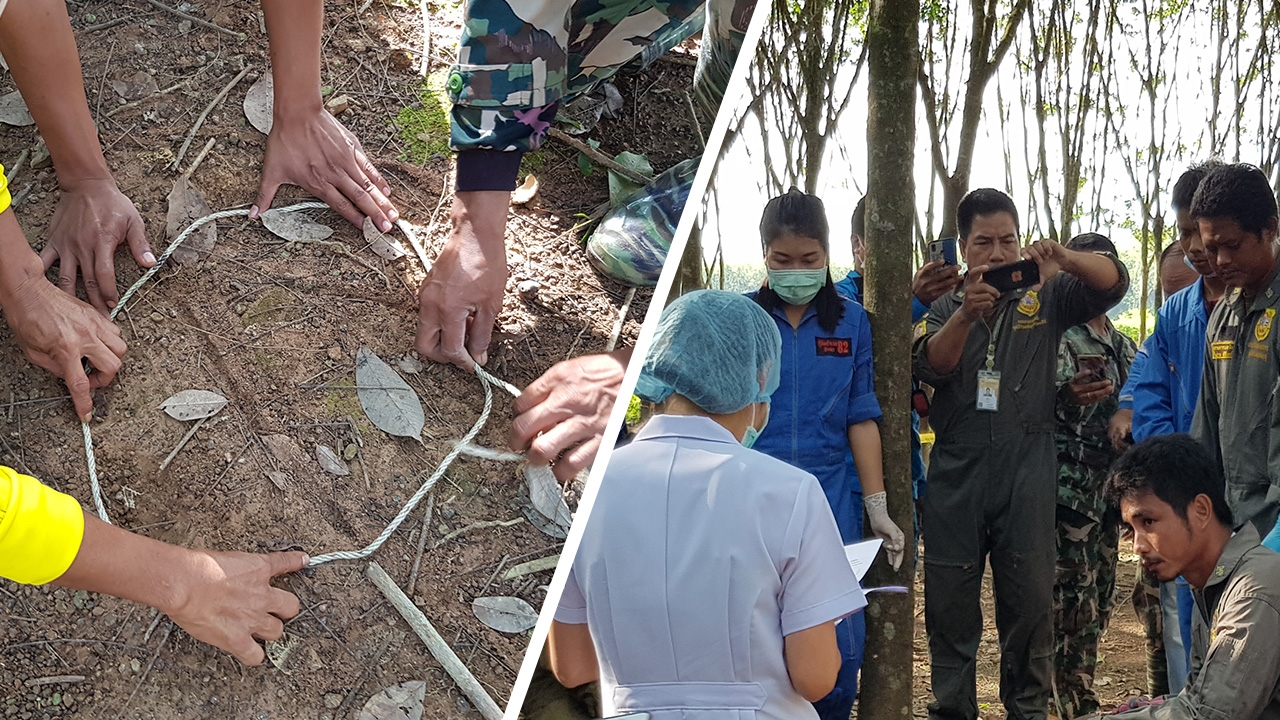 ช้างป่าวังจันทร์บุกสวนยาง กระทืบหนุ่มกรีดยางร่างแหลกดับคาที่