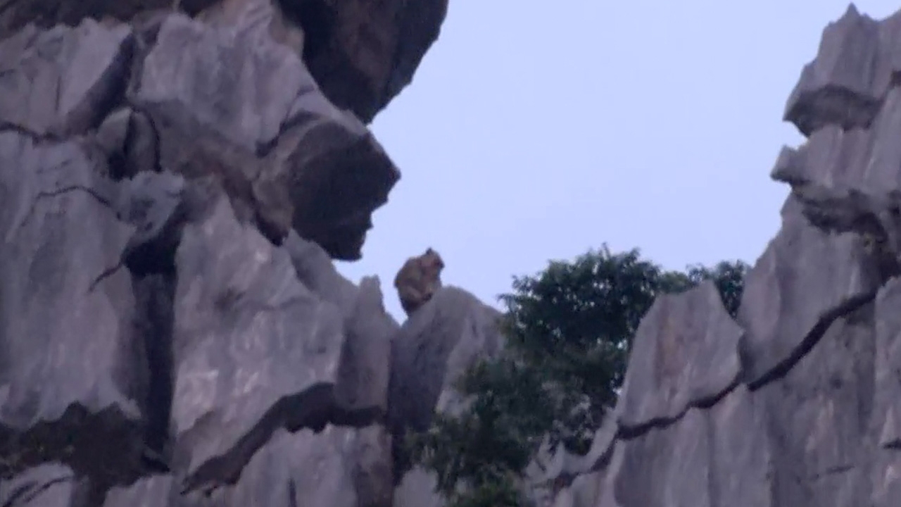 “ลิงยักษ์” เขาหน่อ ยังไม่ชัดพันธุ์อะไร อุทยานเคยพบใหญ่สุดหนัก 10.5 กก.