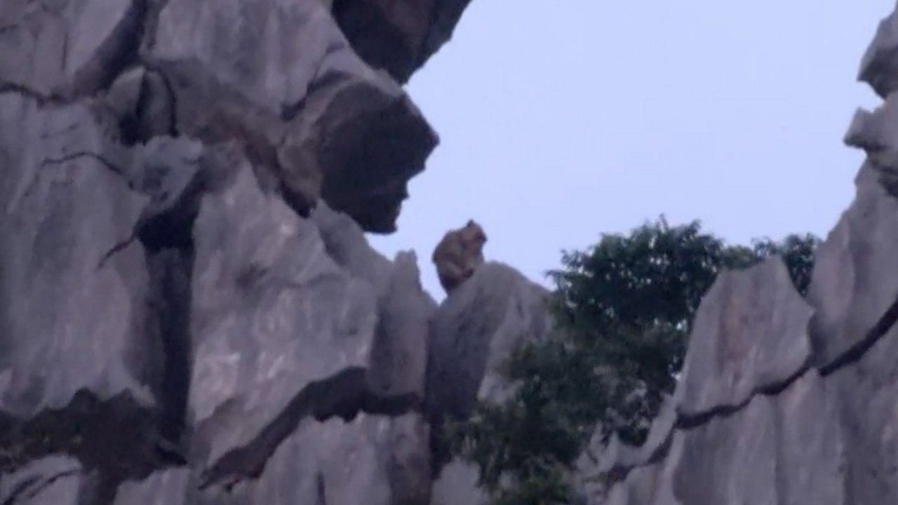 คนแห่ชมโฉม พญาวานร เขาหน่อ คาดแค่ลิงเสน ไม่ใช่ "ลิงยักษ์"