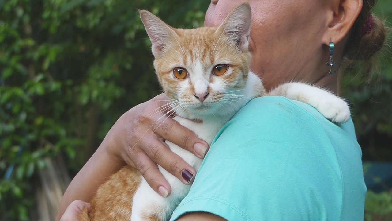 เอ็นดู "เจ้าโบตัน" แมวหมอนวดแสนรู้ เจ้าของปวดเมื่อยตรงไหนเหมียวจัดให้