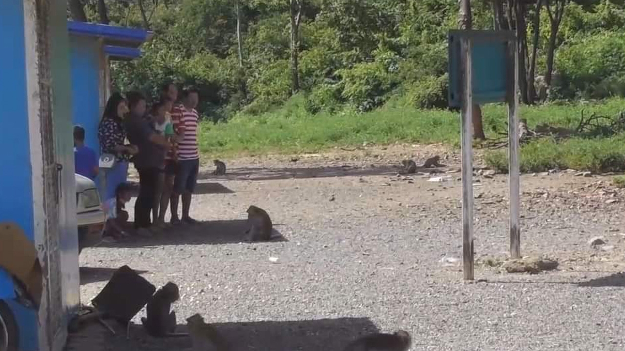 "ฝูงลิง" กลัวโดรน เสียงรถ ไม่ลงเขาหน่อกินอาหาร หลังคนแห่ดูลิงยักษ์