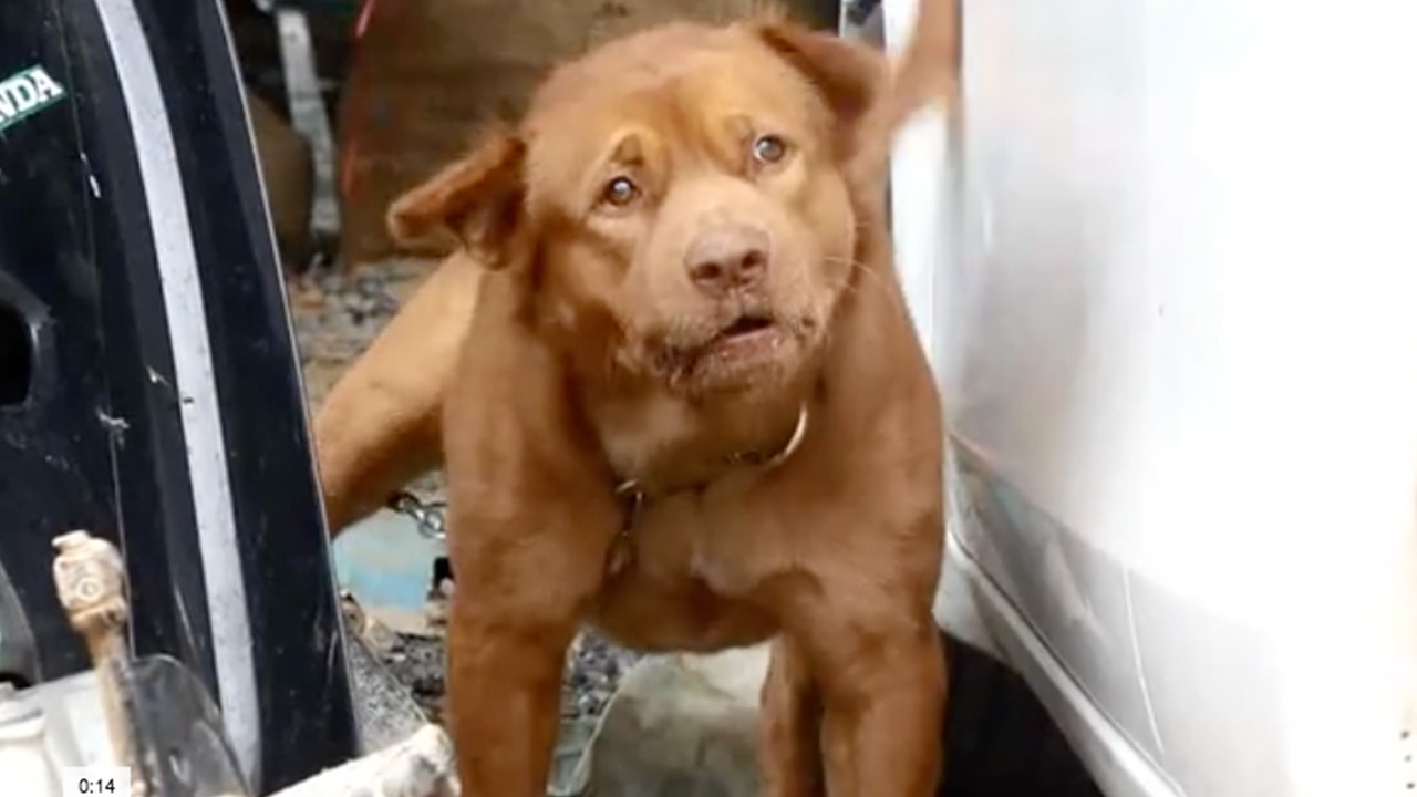 แม่สาวอยุธยาขอคนช่วย พิตบูลขย้ำเจ้าของเข้า รพ.2 ราย กลัวเลี้ยงต่อไม่ได้