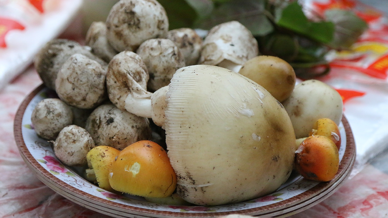 ฝนตกอากาศชื้นได้ที่ ชาวบ้านอำนาจเจริญ ออกเก็บเห็ดผึ้งขาย ทำรายได้งาม 