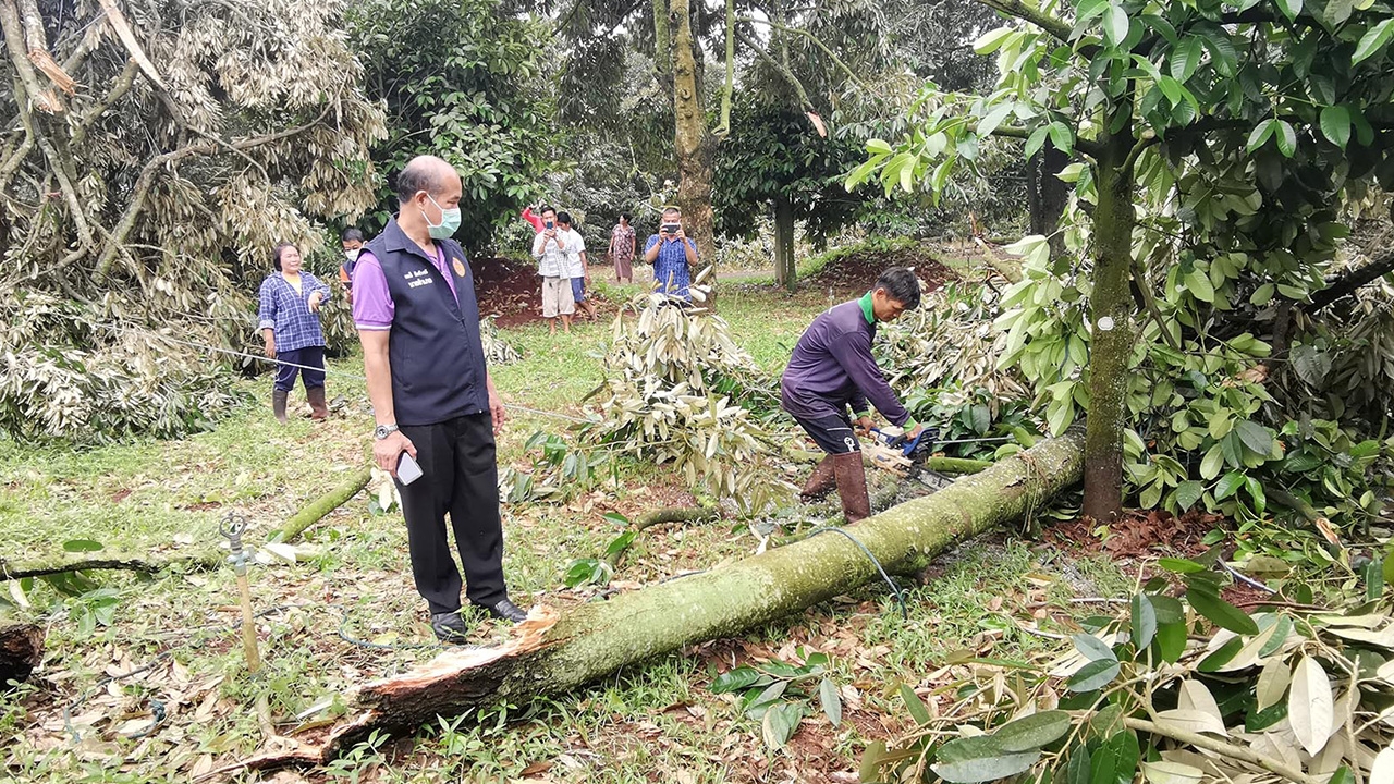 ฝนซัดเขาพนมดงรัก น้ำป่าหลากซ้ำ ชาวบ้านอ่วม ต้นทุเรียนโค่นเสียหายยับ