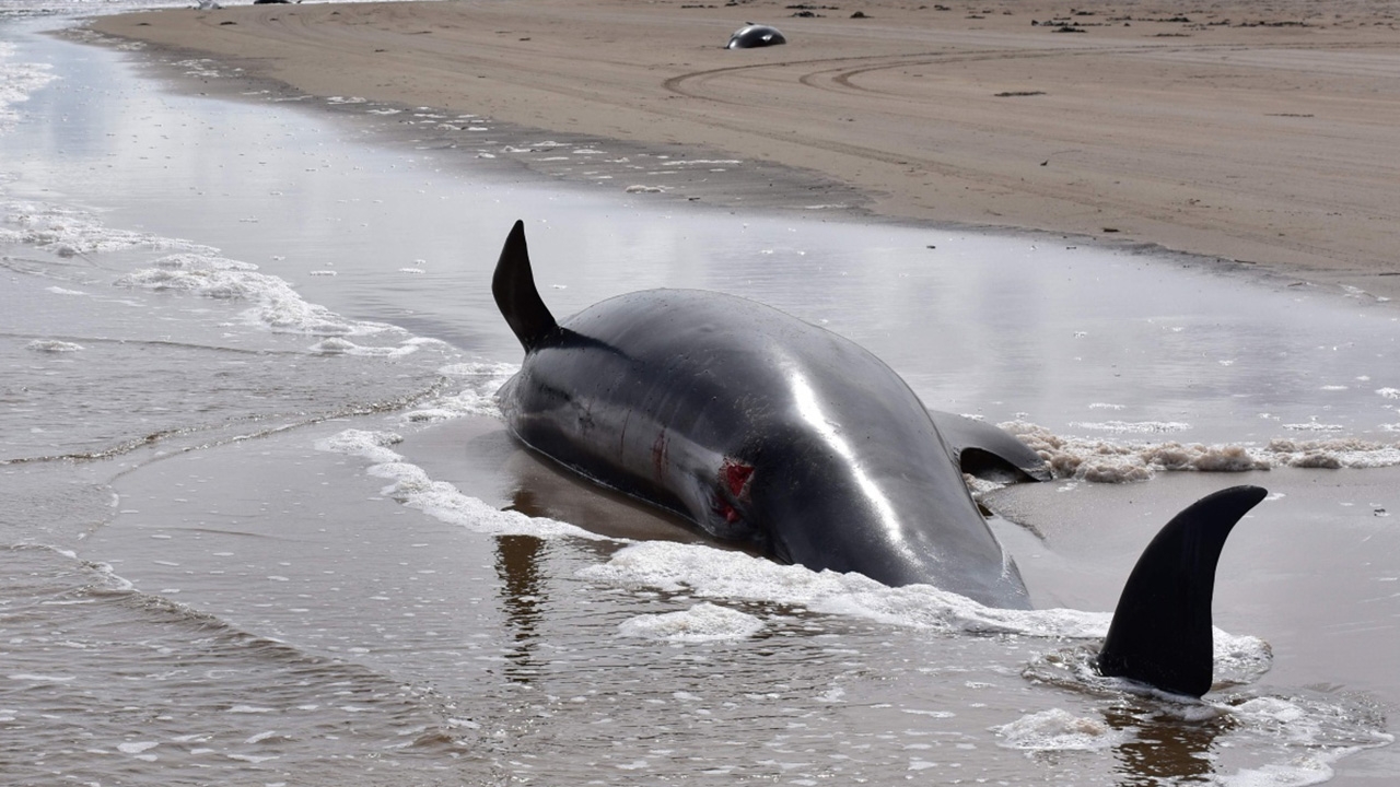 ออสเตรเลียจำใจ ต้องทำการุณยฆาต วาฬ 4 ตัว เหนื่อยจนทรมาน หลังเกยตื้น 