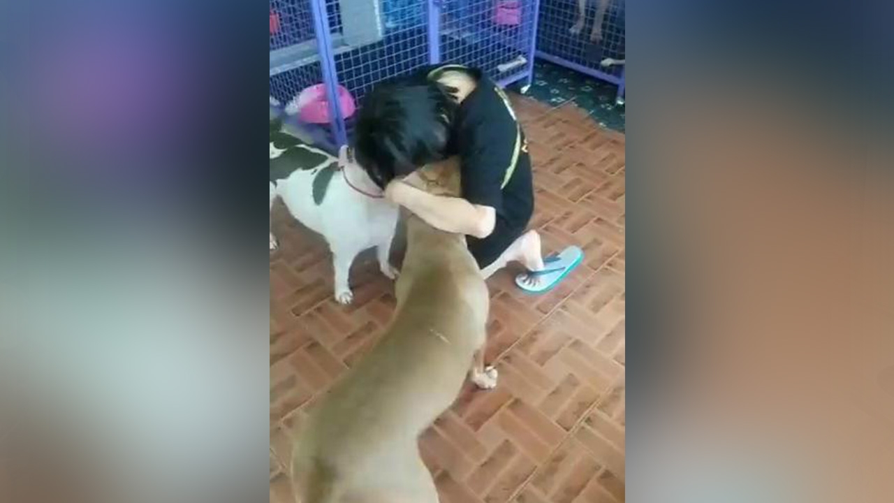 แม่หงส์เจอแก๊งพิตบูลแล้ว ก่อนกลับไปรักษาตัวใน รพ. คนใจดีให้ที่อยู่ใหม่ (คลิป)