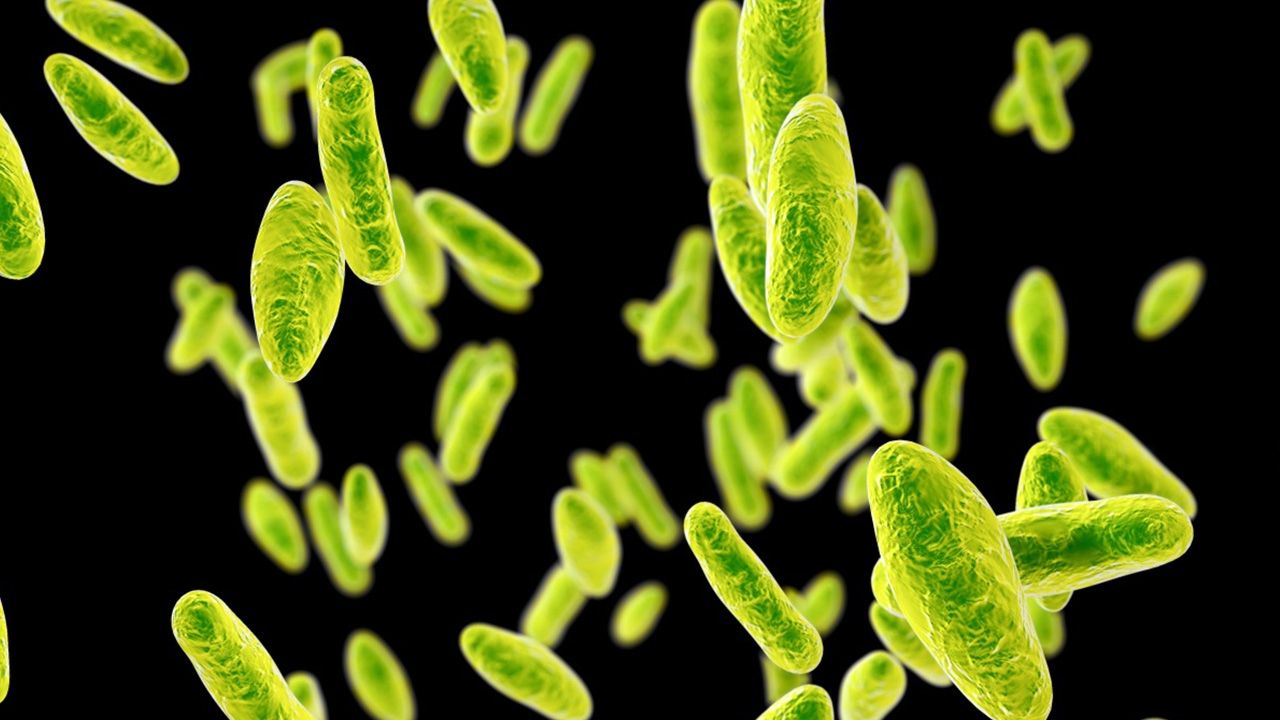 จีนผวา แบคทีเรียบรูเซลลาระบาด หลุดจากรง.ผลิตวัคซีน ติดเชื้อแล้วกว่า 3 พัน 