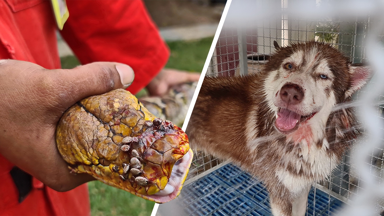 หมาไซบีเรียนฟัดงูเหลือมเลือดสาด ช่วยเจ้านาย แจ้งกู้ภัยสัตหีบช่วยจับ