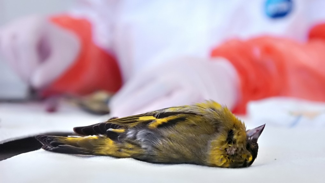 ตะลึง! นกนับแสนตัวตกลงมาตายปริศนา คาดไฟป่ามีเอี่ยว (คลิป)