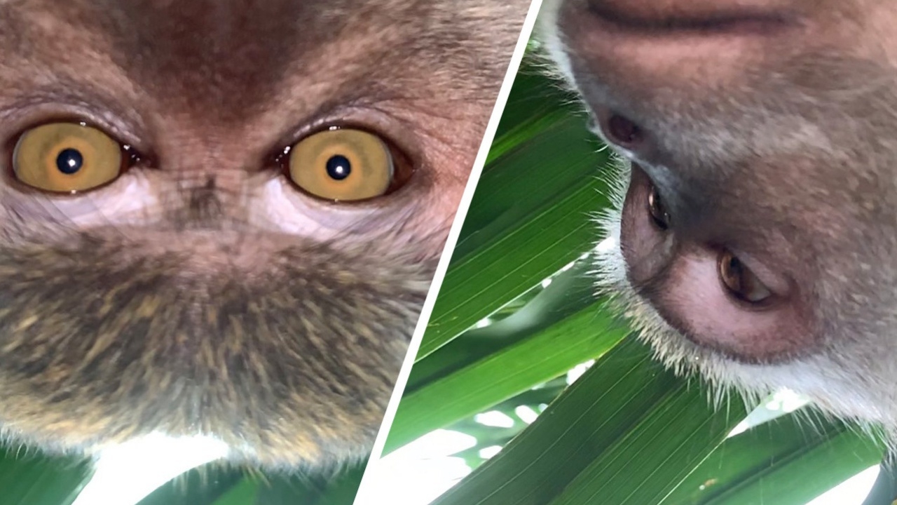 จ๋อสุดแสบ ขโมยมือถือหนุ่มมาเลย์ ถ่ายเซลฟี่เล่น (คลิป)