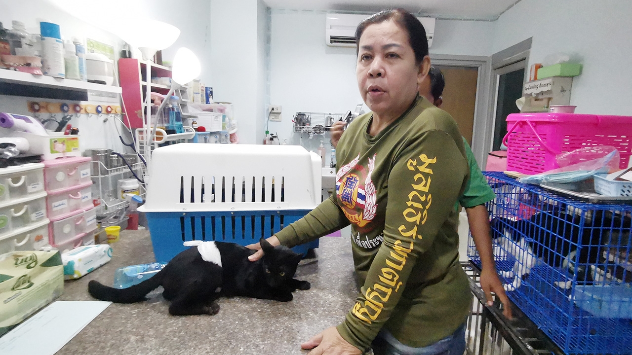 ป้าแม่ค้าอาหารตามสั่ง อุ้มแมวเจ็บไส้ทะลักเงินไม่พอรักษา ขอวอชด็อกช่วย