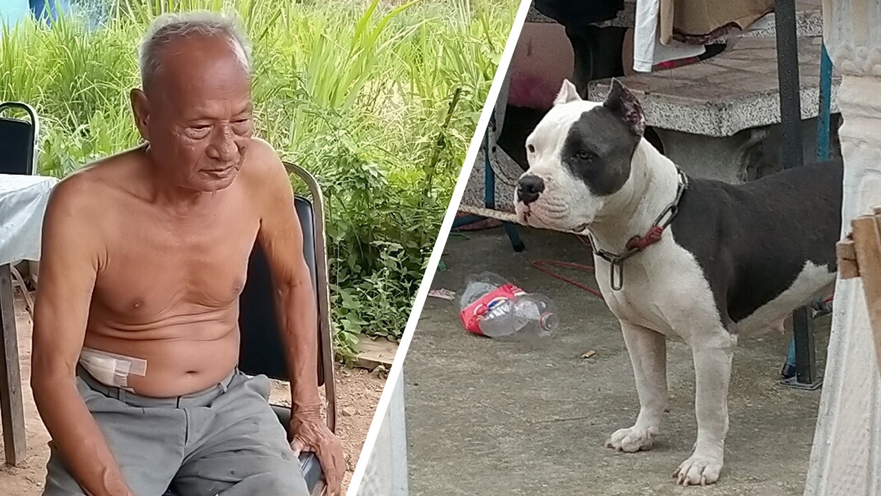 "พิตบูล" เขี้ยวโหด กระโดดข้ามรั้ว กัดคุณตา 82 ชาวบ้านผวาขย้ำเด็ก