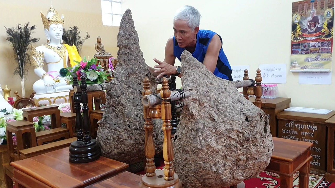 ชาวบ้านฮือฮา รังต่อหัวเสือขนาดใหญ่ 2 รัง รูปร่างประหลาดคล้ายเจดีย์