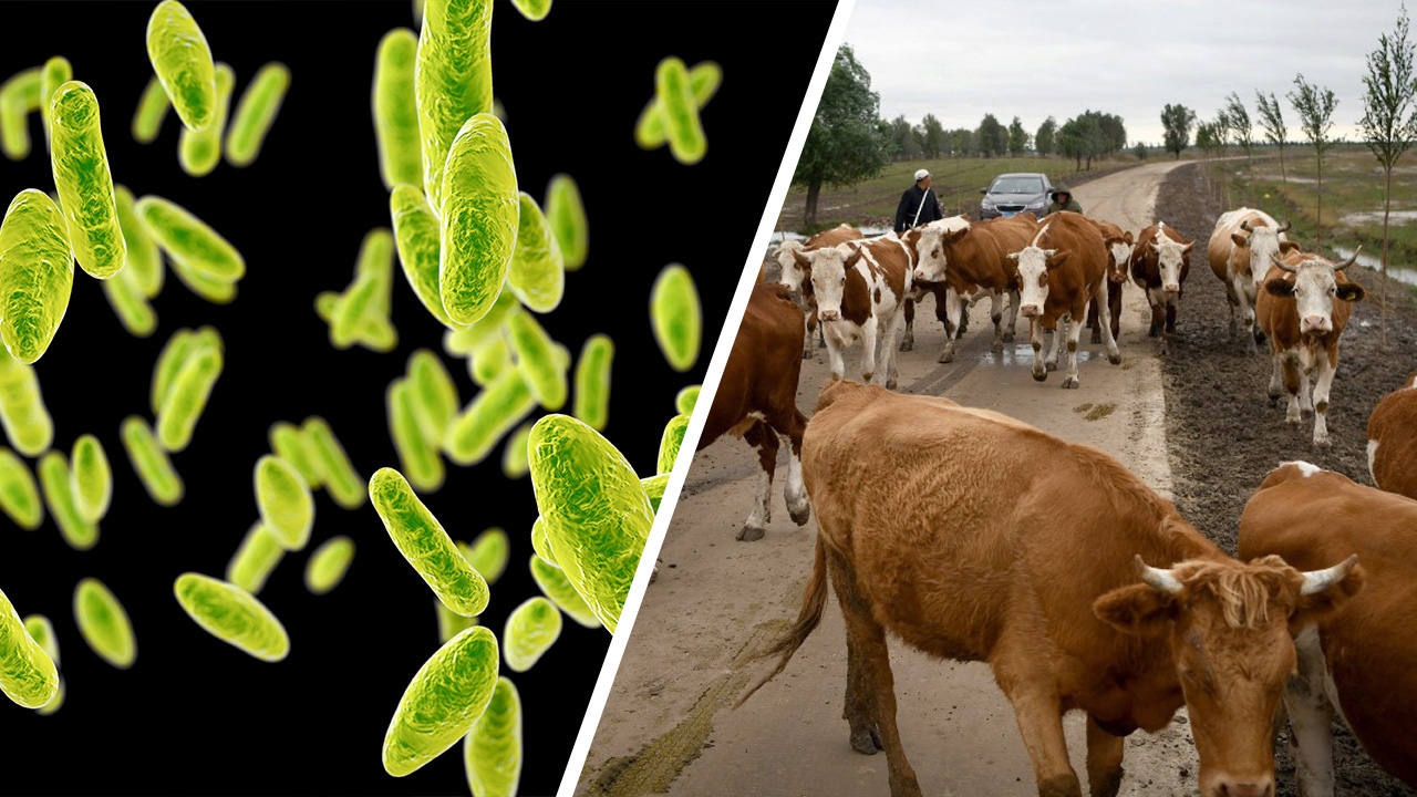 จีนเครียด เผยยาฆ่าเชื้อหมดอายุ ทำบรูเซลลาหลุดจาก รง. จนระบาดในหลานโจว 