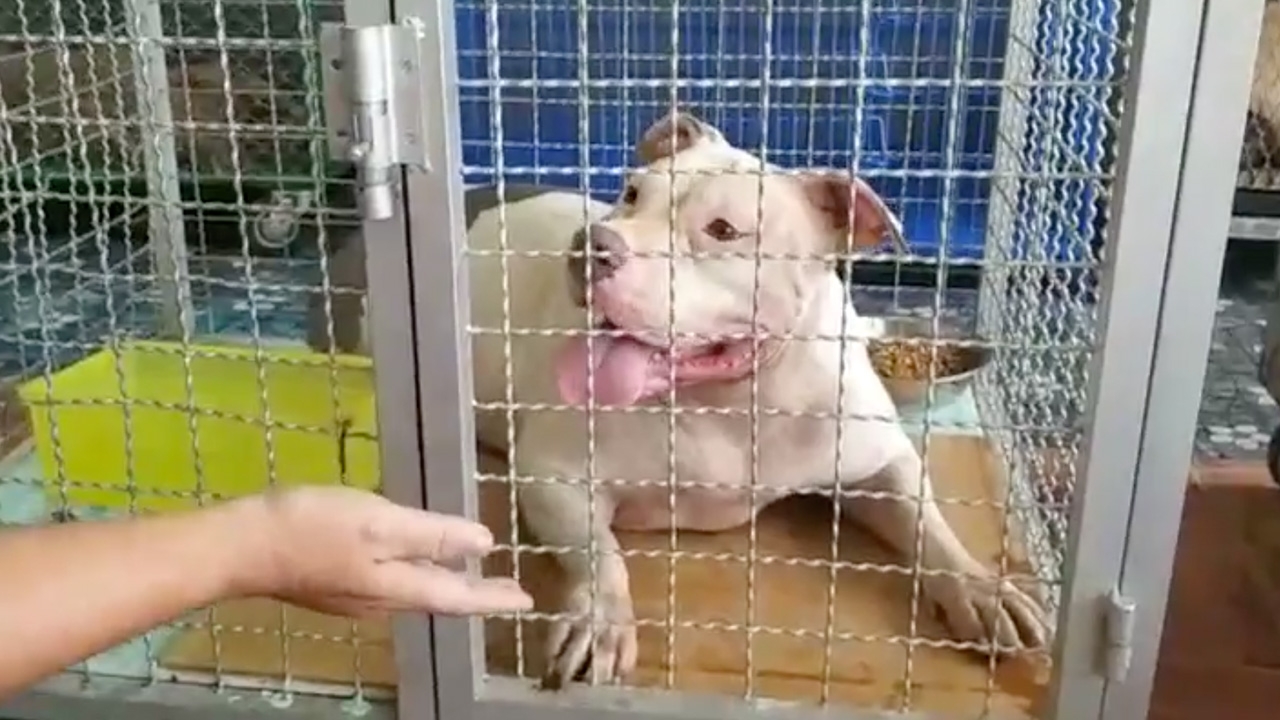 วอชด็อกฯ แจงแนวทางดูแล "พิตบูล 6 ชีวิต" ระหว่างเจ้าของรักษาอาการป่วย