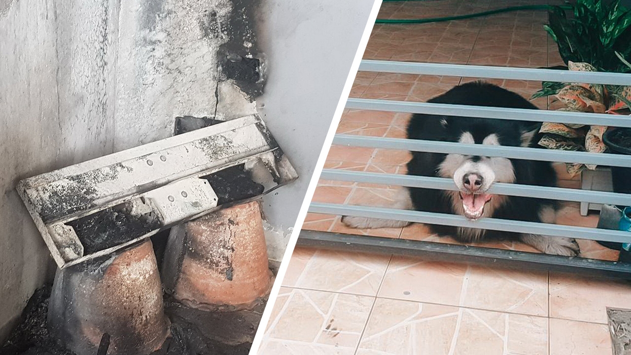 เจ้าของเปิดพัดลมให้หมาไซบีเรียนขี้ร้อน ช็อตไฟไหม้ หวิดย่างสด 