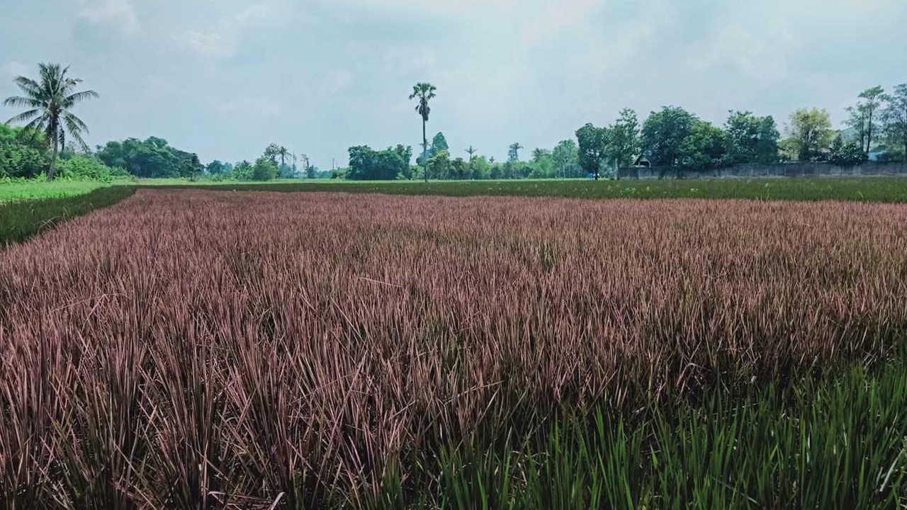 เตรียมเปิดนาข้าวสีชมพู พิษณุโลก ปีที่ 2 หลัง "พิงค์ เลดี้" ตั้งท้องออกรวง 