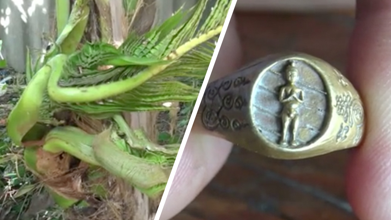 หนุ่มใหญ่สวมแหวน "ไอ้ไข่พันล้าน" ลูบมะพร้าวพญานาค เลขผุดทันที 