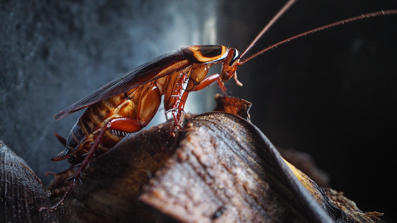 หมอแนะวิธีปฏิบัติ "แมลงเข้าหู" ทำอย่างไรดี ย้ำห้ามแคะ เสี่ยงหูอักเสบ