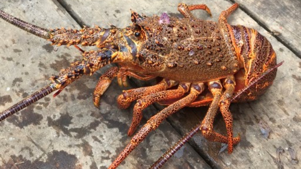 อังกฤษรณรงค์เลิกต้มกุ้งเป็นๆ หลังรายงานแพทย์ยัน กุ้งก็มีความรู้สึกเจ็บปวด