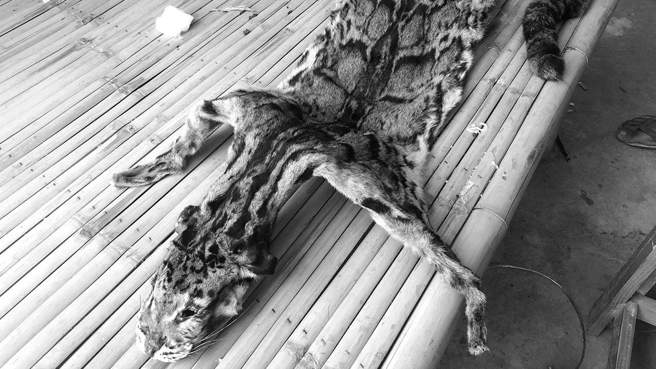 ส่งสายลับล่อซื้อ รวบหนุ่มโพสต์ขายสัตว์ป่าคุ้มครอง "หนังเสือลายเมฆ"