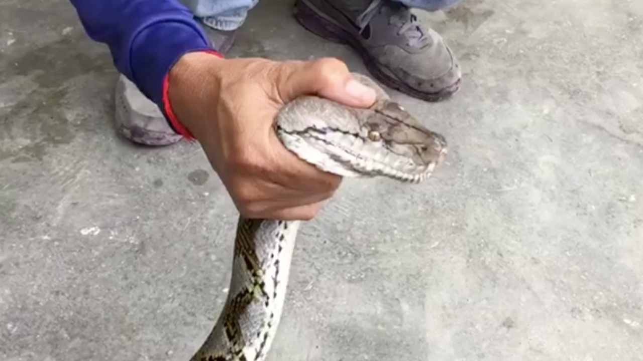 งูเหลือมยาว 3.5 ม. ดอดเขมือบห่านชาวบ้าน กู้ภัยกระบี่ช่วยจับไปปล่อยป่า