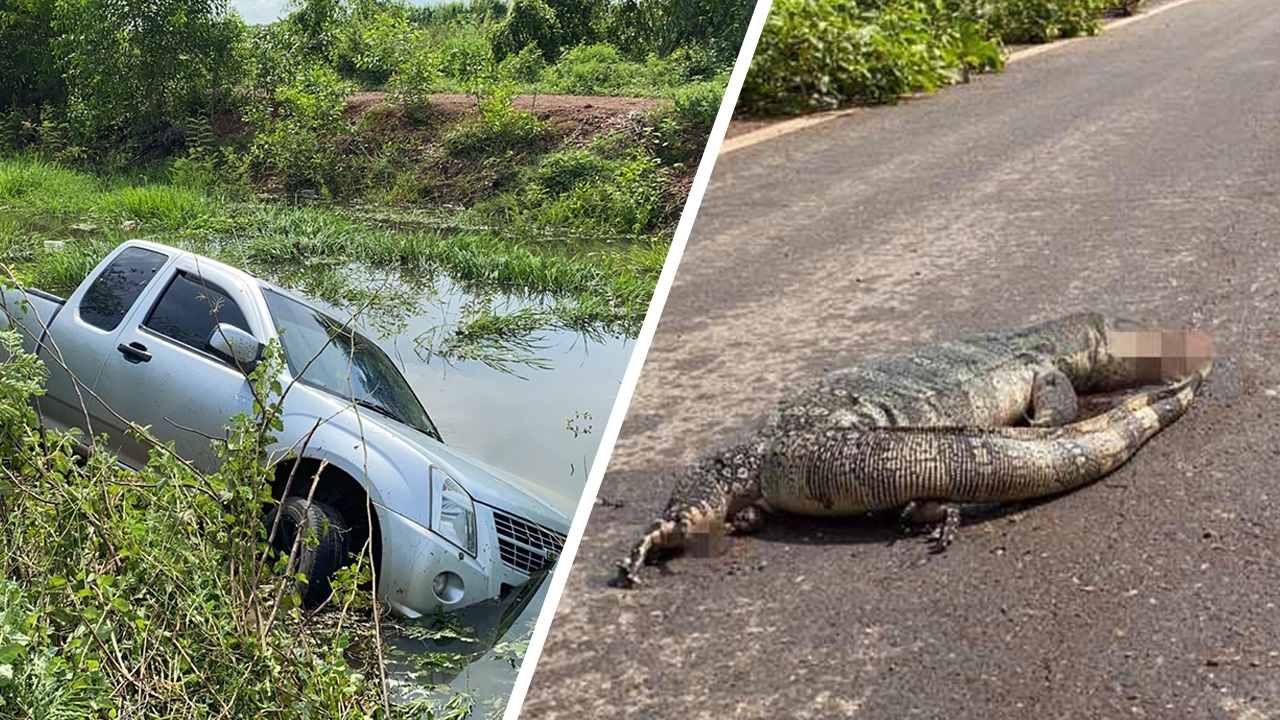 ผัวเมียหลบ "เจ้าถิ่น" ขวางถนน หวิดตกคลอง เซียนบอกงวดนี้จะถูกหวย