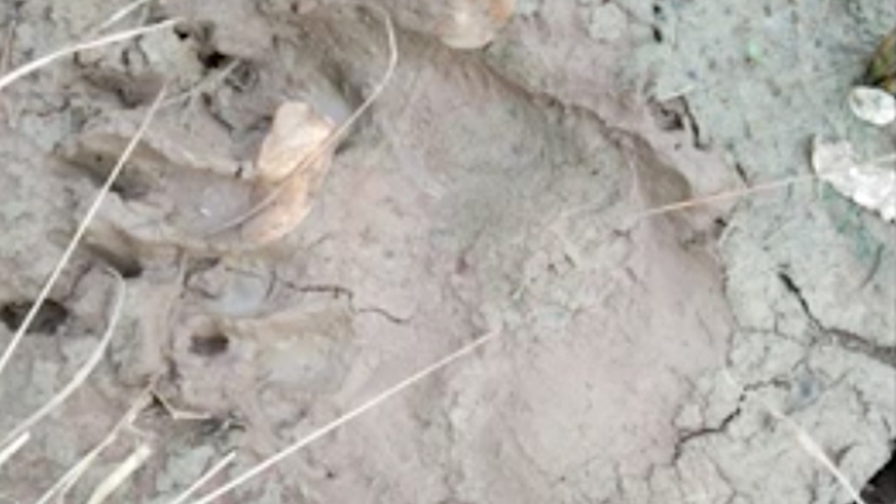 ชาวบ้านผวา พบรอยเท้า "หมีดำ" ตัวใหญ่โผล่ ระดมปิดล้อมล่า หวั่นอันตราย