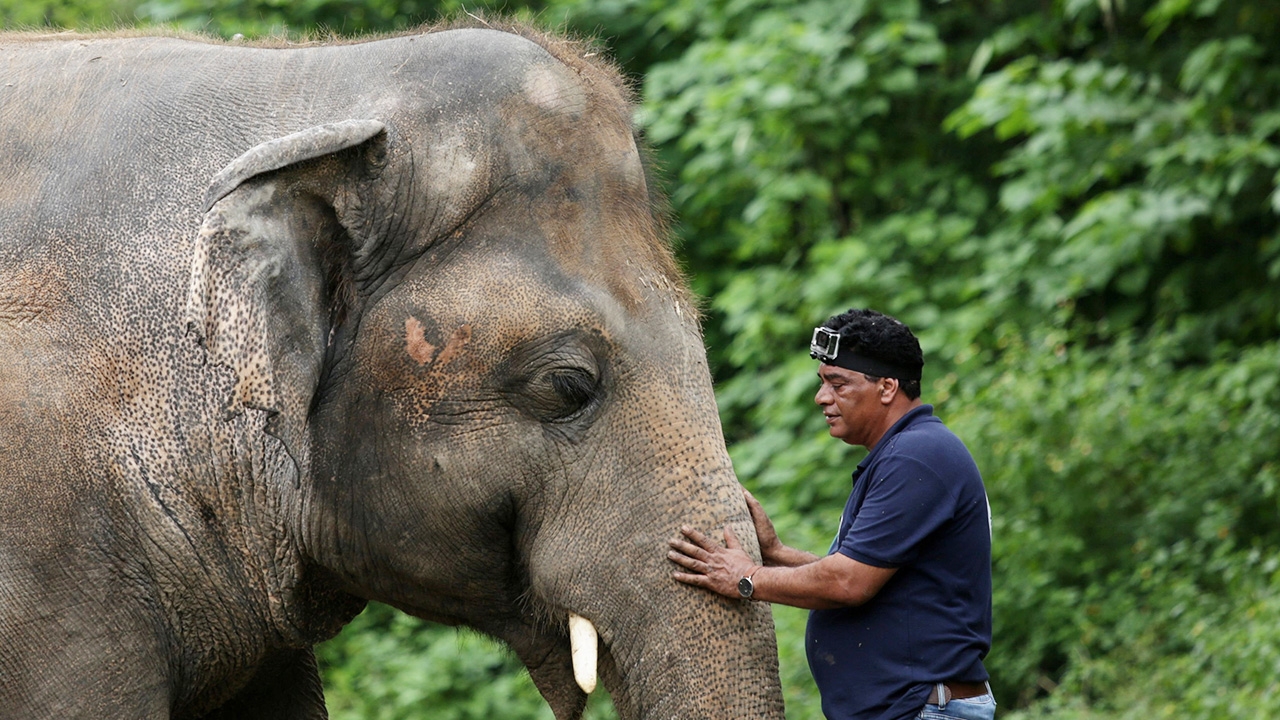 นักสิทธิเฮ หมอไฟเขียวส่ง ‘คาวาน’ ช้างโดดเดี่ยวสุดในโลก คืนสู่ธรรมชาติ