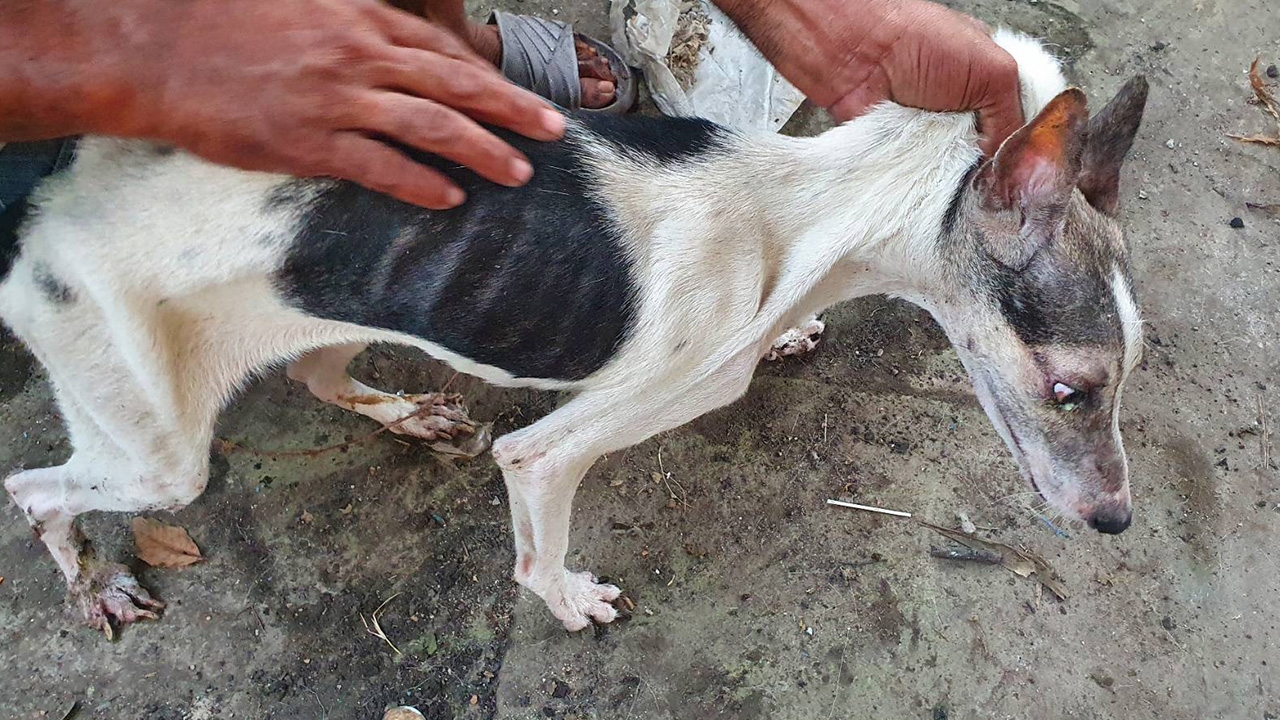 สลด หนุ่มสาวตกงาน ค้างค่าเช่า 7 เดือนหนีหาย ทิ้งน้องหมาอดโซ 