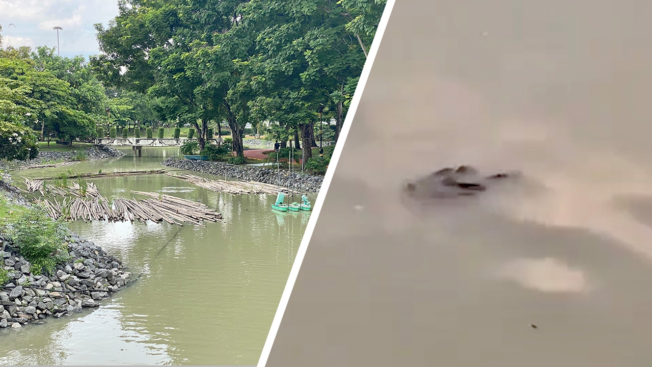 เจ้าหน้าที่วางแผนจับ "จระเข้" หลังคนเห็นลอยคอในสระน้ำศาลากลางนนท์
