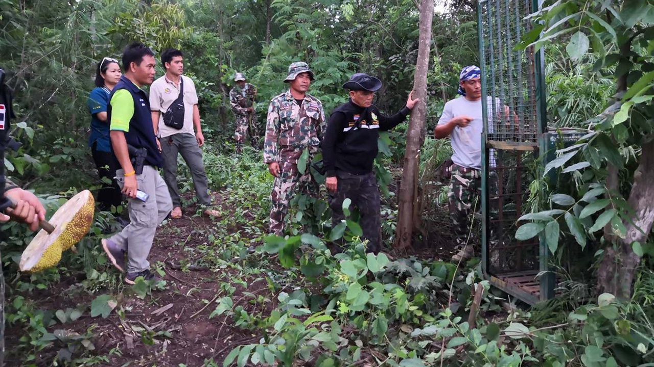 ล่าตัวหมีควายที่ขอนแก่นยังแห้ว ผอ.สั่งตั้งกรง ปอกขนุนล่อแบบละมุนละม่อม