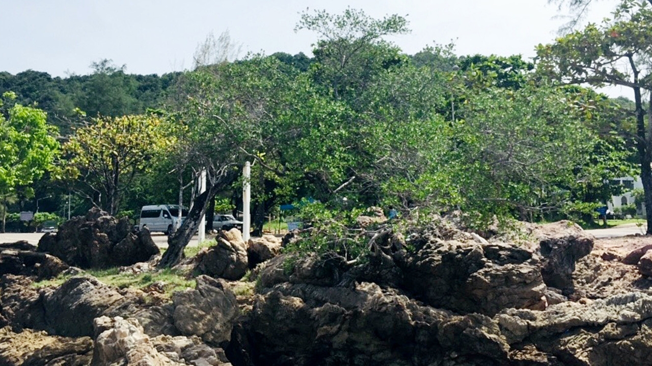 ชาวบ้านรักษาสุดชีวิต ต้นเทียนทะเล ไม้หายากที่ลานหินโคร่ง อ่าวคุ้งวิมาน