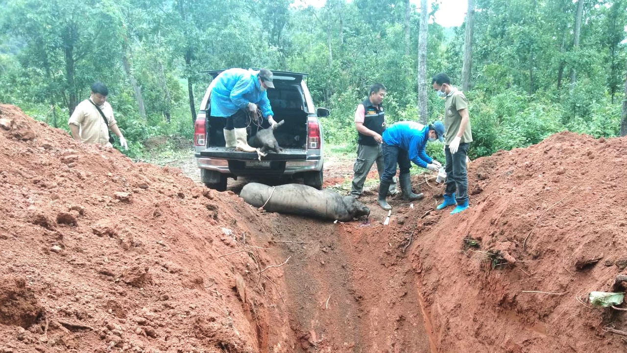 ปศุสัตว์เชียงใหม่ขุดหลุมฝังกลบซาก ตัดวงจรโรคระบาด หลังพบหมูติดเชื้อตาย 