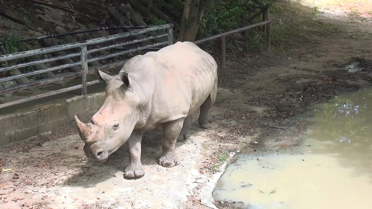 ชวนเยี่ยม "เจ้าน็อต" แรดขาวแสนเชื่องหนึ่งเดียวในภาคใต้ ที่สวนสัตว์สงขลา
