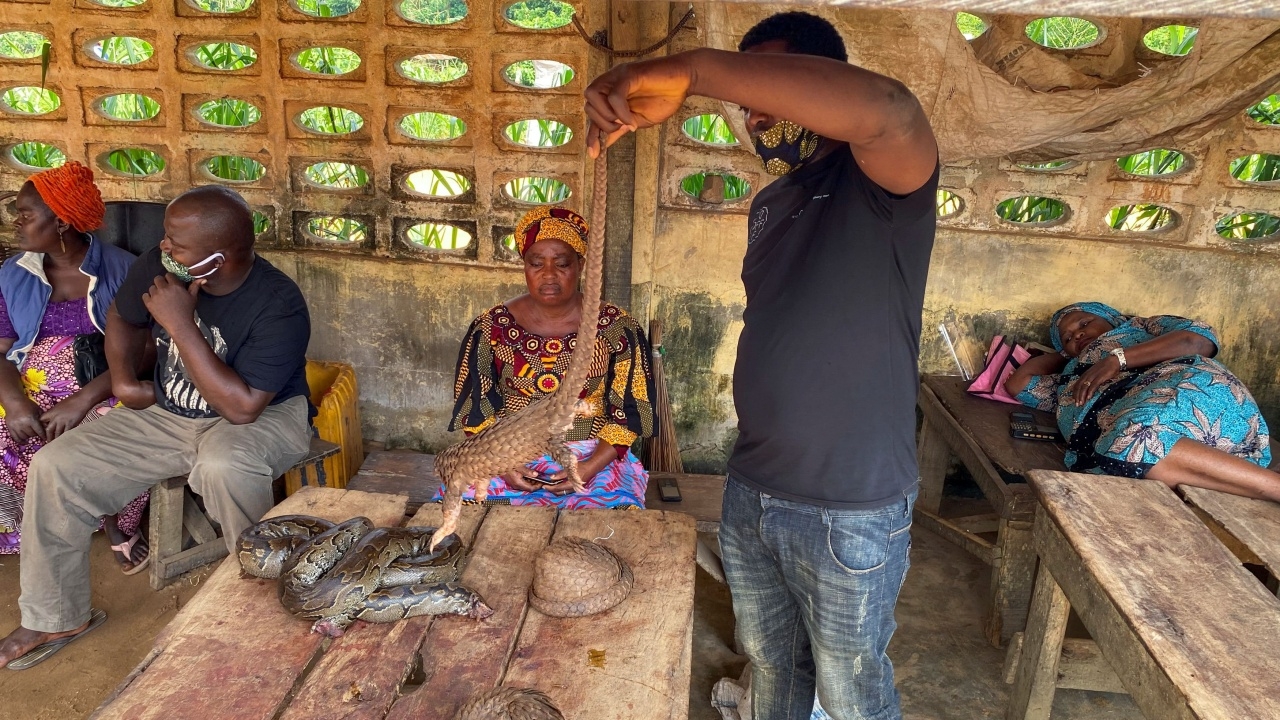 พ่อค้าไนจีเรียสวนกระแสโลก กลับมาขายเนื้อสัตว์ป่า ไม่กลัวโควิด